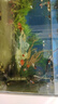 金利佳（Jeneca） 魚(yú)缸專(zhuān)用背景紙水族箱高清背景畫(huà)龜缸背景圖飼養缸貼紙壁紙壁畫(huà) 60高82長(cháng)（瀏覽詳情選款式） 曬單實(shí)拍圖