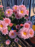 三喜農場(chǎng) 除蟲(chóng)菊種子驅蚊草驅蟲(chóng)菊花種籽子多年生混色花種子四季易活盆栽 藿香種子1000粒 曬單實(shí)拍圖