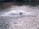 水中皇增氧機魚(yú)塘永磁變頻打氧機葉輪式增氧泵養殖專(zhuān)用大功率氧氣泵養魚(yú) 2200W電機380V（節能變頻）防雷 曬單實(shí)拍圖