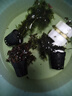 勝畫魚缸水草植物直接入缸真水草凈化竹節(jié)草蜈蚣草懶人養(yǎng)魚水草造景 綠菊+紅丁香+紅絲青葉【好養(yǎng)定植】 曬單實拍圖