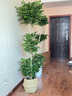 植季幸福樹盆栽植物辦公室內(nèi)好養(yǎng)盆景凈化空氣吸甲醛大型綠植客廳擺放 三層幸福樹1.5-1.7m編織籃 曬單實(shí)拍圖