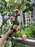 京悠雨德國薔薇花苗藤本月季大花濃香庭院爬藤植物花卉盆栽陽臺玫瑰爬墻 四季爬藤 粉龍2年苗1棵【當(dāng)年開花】 含盆 曬單實拍圖