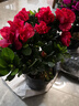 御春閣 帶花苞 比利時(shí)杜鵑花苗盆栽花卉植物室內客廳陽(yáng)臺綠色植物盆景 3年苗（紅杜鵑）塑料原盆原土發(fā)貨 曬單實(shí)拍圖