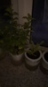 櫻霞【順豐上門】花卉植物室內(nèi)桌面凈化空氣水培小綠植好養(yǎng)活驅(qū)蚊盆栽 金鉆+七葉蓮+文竹+吊蘭 帶盆 曬單實(shí)拍圖
