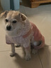 SLPC狗狗衣服小型犬四腳衣泰迪博美吉娃娃比熊小狗衣服幼犬寵物衣服 綠色 XXL（適合約12-16斤） 曬單實(shí)拍圖