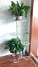 沃繡 常青綠植盆栽盆景 新房裝修辦公家居展覽擺放陽(yáng)臺庭院懸掛吊蘭植物 綠蘿5株 含塑料花盆+土 曬單實(shí)拍圖