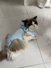 貓吖貓咪絕育服母貓斷奶手術后防舔透氣貓咪衣服德文布偶幼貓小貓衣服 減負高彈一體式絕育服【冰藍】 M碼 曬單實拍圖
