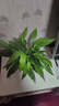 白掌一帆風(fēng)順盆栽室內綠植教室植物盆栽吸水盆栽植物室內凈化空氣 白掌兩盆【不帶盆】 曬單實(shí)拍圖