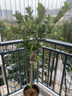 愛(ài)優(yōu)尚香水檸檬樹(shù)盆栽綠植大型室內客廳植物吸甲醛陽(yáng)臺四季好養源頭直發(fā) 曬單實(shí)拍圖
