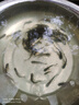 小許農家花鰱魚(yú)苗活體可食用胖頭魚(yú)鰱鳙淡水養殖四大家魚(yú)黒鰱雄魚(yú)大頭魚(yú)苗 50條5-7厘米花鰱加10%防損 曬單實(shí)拍圖