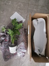 萌肉居春羽盆栽花卉水生綠植觀葉植物/小春羽20厘米高3棵源頭直發(fā) 曬單實拍圖