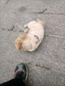 曇蓓漫泰迪衣服寵物小型犬狗狗衣服秋冬季保暖比熊博美幼犬四腳牽引狗衣 淺棕色M碼（建議4-6斤） 升級(jí)優(yōu)質(zhì)珊瑚絨-【加絨加厚】 曬單實(shí)拍圖