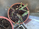 申堰【2顆】碎冰藍玫瑰玫瑰老樁花卉綠植盆栽陽(yáng)臺花卉玫瑰花盆栽室內 紫霞/共【2顆】 曬單實(shí)拍圖