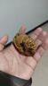仙知古作金絲楠木龍龜小葉楨楠枯木老料擺件手把件招財動物福氣禮品木雕 龍龜7.5-5-4.5cm 曬單實拍圖