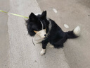 智宙狗嘴套防叫防咬防亂吃中小型犬狗口罩透氣泰迪柯基金毛專用狗嘴罩 奧利棕小熊【雙重鎖定 】 M（建議體重15-25斤） 曬單實拍圖