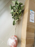 桂花樹(shù)苗 原生桂花盆栽嫁接四季桂沉香丹桂八月金桂樹(shù)苗 濃香型庭 四季桂  3年苗 曬單實(shí)拍圖