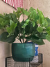 雙盟仿真綠蘿葉盆栽假花人造綠植室內假植物裝飾塑料花卉桌面羅馬墨綠 曬單實(shí)拍圖