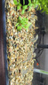 涵酷原生缸溪流沙造景底沙天然溪流石南美缸雷龍魚(yú)水草裝飾河沙川藏砂 中小混合沙5斤【4-18毫米】 曬單實(shí)拍圖