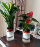 白掌盆栽植物室內(nèi)花卉水培一帆風(fēng)順大盆水養(yǎng)綠植 特級紅掌+特級白掌(北歐吸水盆) 含盆 曬單實拍圖