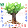 正宗南非葉馬來西亞樹苗帶土發(fā)貨南非葉苗 鮮葉 秋穎 粗壯靚苗1顆【帶土易活】 帶土包活 曬單實拍圖