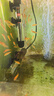 Atman魚(yú)缸加熱棒AT-700防爆玻璃加溫棒水族箱控溫器自動(dòng)恒溫升溫棒 50W推薦25-40cm魚(yú)缸 曬單實(shí)拍圖