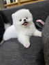祥記萌奇30天保障茶杯犬純種博美幼犬活物小型犬可愛(ài)寵物狗活幼體俊介幼崽 血統級 咨詢(xún)客服視頻選寵 曬單實(shí)拍圖