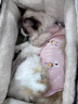 KimPets冬季保暖貓包外出便攜秋冬保暖出行寵物單肩包貓咪提包外帶用品 加絨加厚【冬季保暖款】20斤內 曬單實(shí)拍圖