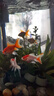 金魚(yú)觀(guān)賞魚(yú)冷水魚(yú)好養活魚(yú)小型魚(yú)淡水魚(yú)招財魚(yú)丹頂紅不加溫國獅魚(yú) 4-5CM隨機魚(yú)苗4條+贈魚(yú)糧 曬單實(shí)拍圖