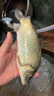 川澤輕口小碎目鯽魚(yú)漂高靈敏醒目納米浮漂野釣鯽鯉魚(yú)抗走水頓口浮標 NA04-3【19目小碎目】吃鉛2.1g 高靈敏小碎目單支裝 曬單實(shí)拍圖