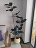 臨雅黑金剛橡皮樹(shù)客廳大盆栽造型室內大型綠植好養四季辦公室陽(yáng)臺植物 單飄橡皮樹(shù)1.4-1.6米+聚寶盆 曬單實(shí)拍圖