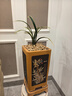 劉閣蘭花墨蘭報歲蘭日向 冬帶花苞出售金邊高檔線藝蘭花苗辦公室花卉盆栽 3苗連體裸根 曬單實拍圖