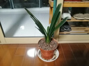 種花迷四季君子蘭盆栽君子蘭花小苗花卉植物室內(nèi)易活綠植水培好養(yǎng)不含盆 【君子蘭】特級(jí)10-12片葉 曬單實(shí)拍圖