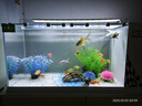 長(zhǎng)銳（CHANGRUI）側(cè)濾魚(yú)缸桌面辦公室免換水生態(tài)水草超白水族箱 K600造景版【長(zhǎng)63 寬27 高35】 曬單實(shí)拍圖