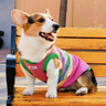 MIKI PAD狗狗衣服春秋條紋針織背心貓咪衣服小型犬夏天透氣比熊泰迪雪納瑞 彩虹條紋毛衣 2XL 胸圍53cm(參考體重20-26斤) 曬單實拍圖