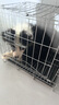 寵六福邊牧幼犬純種邊境牧羊犬隕石邊牧寵物狗狗活體小狗活物 寵物級 S級 母 曬單實(shí)拍圖