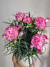 康乃馨盆栽帶花苞四季花卉室內(nèi)花陽臺石竹觀花植物好養(yǎng)易活大花苗 大紅色(帶花苞四季開花)送肥料 含盆 曬單實拍圖
