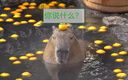 樂拓行Zoom羽毛球鞋墊運動軟彈減震全掌氣墊防腳痛透氣吸汗防臭專業(yè)運動 一雙裝【藍色款-全掌氣墊】 4344碼 可裁剪更貼合鞋型 曬單實拍圖