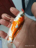 【包活包損】錦鯉活魚(yú)觀(guān)賞魚(yú)活體好養耐活冷水淡水魚(yú)日系錦鯉金魚(yú) 3條秋翠錦鯉 8--10cm 曬單實(shí)拍圖