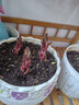 左家花園多個(gè)裝進(jìn)口香水百合種球東方花球盆栽庭院花種子四季球根花卉 重瓣-艾琳娜16-18cm3球 曬單實(shí)拍圖