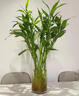 京悠雨德國品質(zhì)富貴竹水培植物觀(guān)音竹室內水養發(fā)財樹(shù)帶根客廳旺宅綠植花 【種植嘗鮮裝】富貴竹65-75厘米6棵 送營(yíng)養液 裸根不帶土 曬單實(shí)拍圖
