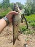 小鳳仙互鎖夜光漂極細硬尾浮漂釣魚漂正品野釣鯽魚漂輕量化魚浮標 L3-DS010206漂尾 日夜兩用 曬單實拍圖
