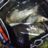 中西釣線 斑蠶魚(yú)線主線 磯釣海釣線釣魚(yú)線主線 拋投遠(yuǎn)投線漁線 耐磨防纏繞 100米 1.2# 曬單實(shí)拍圖
