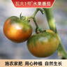 京東快遞綠色食品瓦大1號鮮食水果番茄鐵皮柿子水果西紅柿自然熟 精選18枚裝特大果凈重4.5斤單果120—150克 曬單實(shí)拍圖