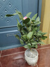 開(kāi)時(shí)果 香妃山茶花盆栽帶花苞發(fā)貨 四季花卉室內綠植物山茶花樹(shù)苗好養活 【約40-50cm】山茶花+花瓣陶瓷盆 曬單實(shí)拍圖