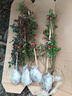 聽(tīng)雪樓爬藤月季 濃香型大花四季爬墻花卉盆栽薔薇花苗爬藤攀援植物庭院  粉色龍沙寶石約50-70CM 曬單實(shí)拍圖