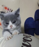本秋英短藍白幼貓寵物貓活體 純種短毛貓幼崽小貓咪異國短尾貓貓活物 血統級 母 曬單實(shí)拍圖