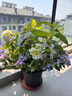 繡球花盆栽巨型無(wú)盡夏苗室內外四季開(kāi)花易活陽(yáng)臺庭院耐寒花卉綠植 粉色高40-50cm原土膠盆 曬單實(shí)拍圖