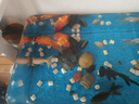 百綸木千金魚(yú)觀(guān)賞魚(yú)鴻運(yùn)當(dāng)頭金魚(yú)不加溫好養(yǎng)獅子頭活體冷水魚(yú)招財(cái)魚(yú)丹頂紅 新品福利 隨機(jī)小金魚(yú)6條 曬單實(shí)拍圖