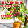 臨雅水蜜桃果樹(shù)果苗樹(shù)苗嫁接苗種植盆栽果樹(shù)鷹嘴桃源頭直發(fā)1棵50-60cm 曬單實(shí)拍圖