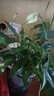 南國愛盆栽懶人好養(yǎng)綠植組合辦公室內水培小盆栽花卉凈化空氣植物綠蘿 特級白掌【吸水盆】+肥料 曬單實拍圖